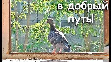 Голубь Зобик, в добрый путь!