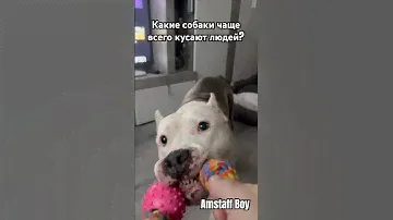Какая Собака кусает человека ? #amstaff #dog #pitbull #семья #собака #собаки #овчарка #ротвейлер