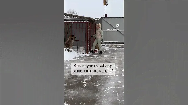 На самом деле он обучен. #домашниеживотные #алабай