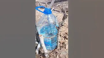 Какой должен быть березовый сок.