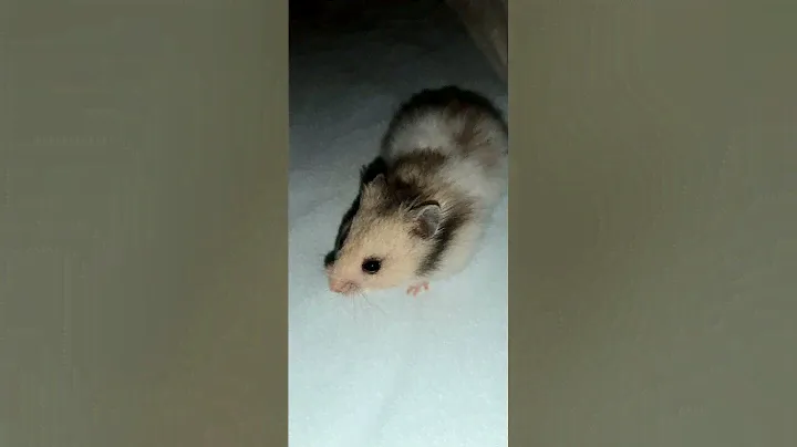 В добрый путь Смурфики🐹🐹🐹💕💕💕💕