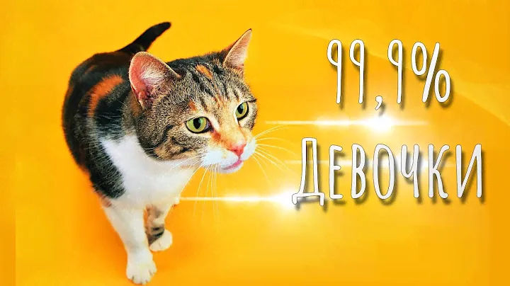 99,9% трехцветных кошек — девочки? Вся правда о трехцветных котах.