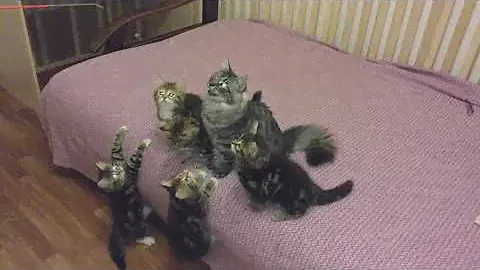 Сибирские котята купить в питомнике сибирских кошек siberianbears.com siberian kittens available usa