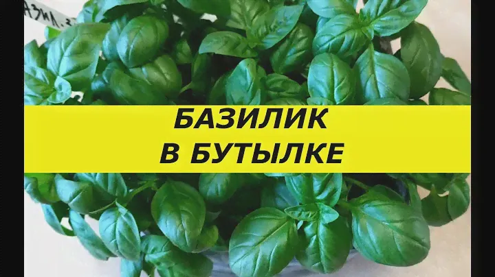 ТЕПЕРЬ БАЗИЛИК НА ОКНЕ ВЫРАЩИВАЮ ТОЛЬКО В БУТЫЛКЕ , БЕЗ ПИКИРОВКИ! ДЕЛЮСЬ СЕКРЕТАМИ !