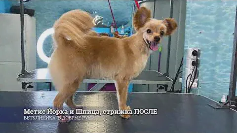 Будни грумера: Стрижка метиса Йорка и Шпица | Ветеринарная клиника "В добрые руки"