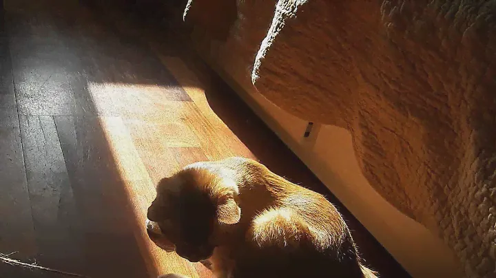 Рыжий ручной котенок Эска в  добрые руки, в дар