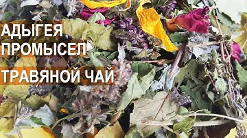 Травяной чай. Состав, сбор, сбыт. Раиса Думарева, Республика Адыгея