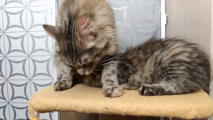 Сибирские котята 3 месяца