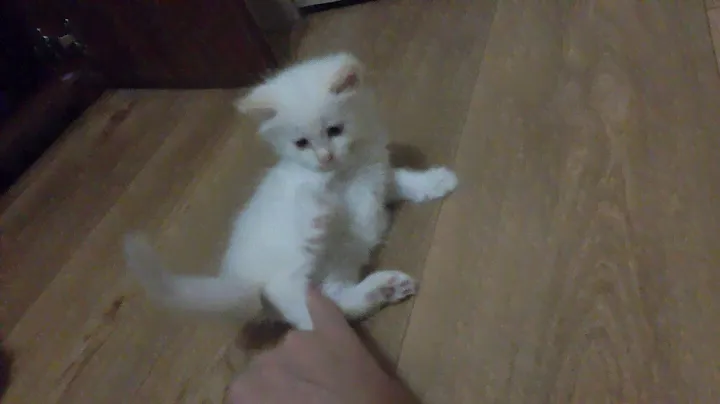 Отдам котенка в добрые руки