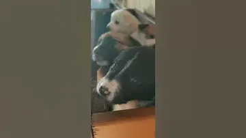 Щенки в добрые руки!