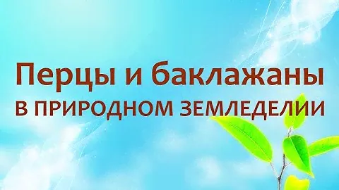 Природное земледелие - перцы и баклажаны