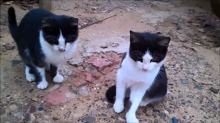 Отдам котят в добрые руки. Астрахань