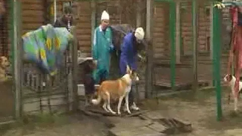 Приют для бездомных животных "ДОБРЫЕ РУКИ" г.Брянск, ноябрь 2013 года.