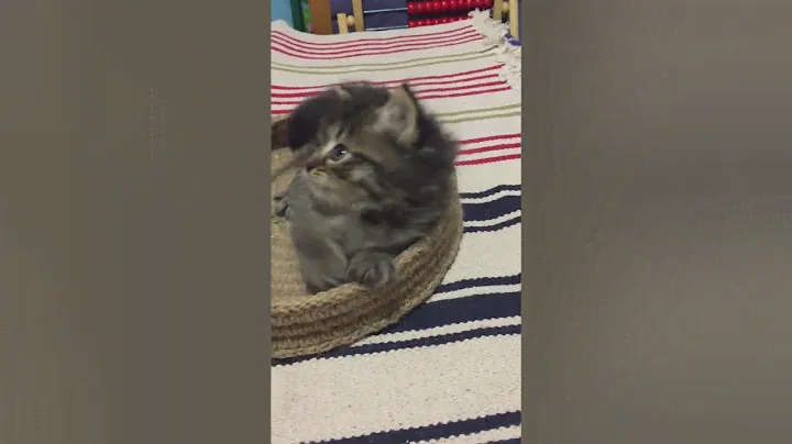 Сибирский кот Варяг