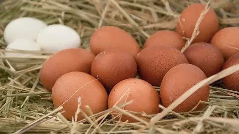 Куры Несутся Как Бешеные Круглый Год! Весь Секрет В Рационе.