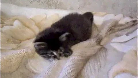 Сибирский котёнок  Пухлик в добрые руки.AVI