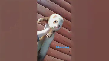 мальчик. #хорьки #фрязино #казахстан #беларусь #фретка