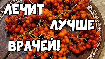 ВСЕГО НЕСКОЛЬКО ЯГОД ЗАМЕНЯТ ДОРОГИЕ ЛЕКАРСТВА! РЯБИНА КРАСНАЯ- ПОЛЕЗНЫЕ СВОЙСТВА