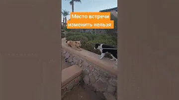 Щенка бордер-колли ждал сюрприз #бордерколли #собака #щенок #прогулка #сюрприз