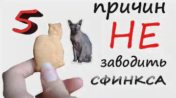5 причин НЕ заводить СФИНКСА! СТРАШНО и ГРУСТНО. ОПЫТ