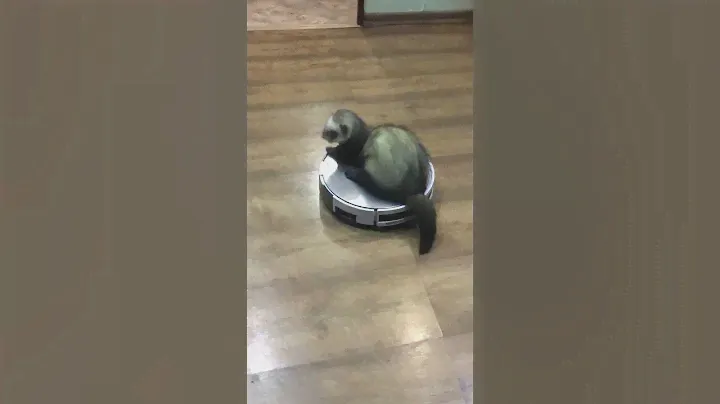 #милыевидео #хорьки