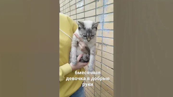 котёнок подросток в добрые руки