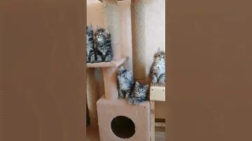 siberian kittens. сибирские котята.