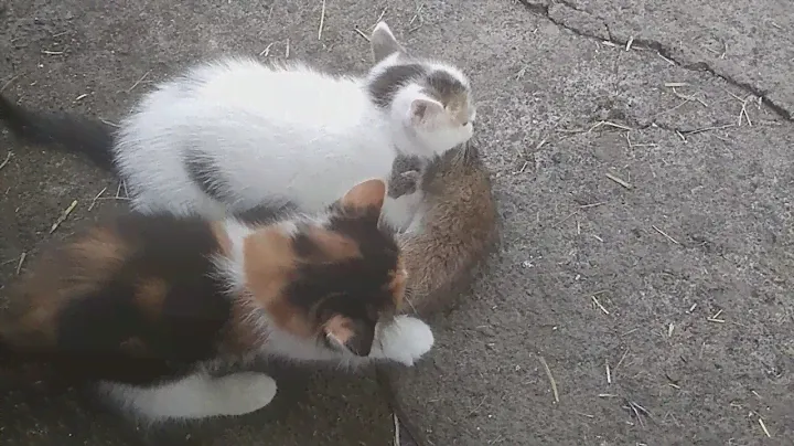 Котята-крысоловы, отдам в хорошие руки.