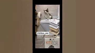 Обзор 🧡Kitibox:Два вида наполнителя для максимальной гигиены. #котики #обзор #cat #топ #wildberries
