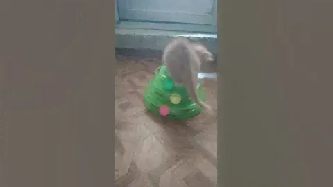 Возьмите котенка в добрые руки бесплатно