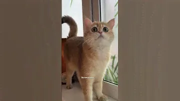 Наполнитель для кошачьего туалета WETCAT 😻Купить можно на OZON    Артикул: 1559565594