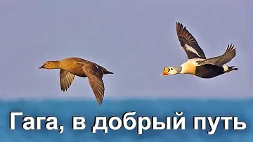 ГАГА, В ДОБРЫЙ ПУТЬ!