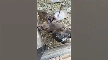 щенки в добрые руки.