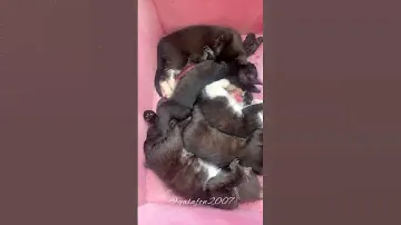 Отдадим котят в добрые руки 🙌