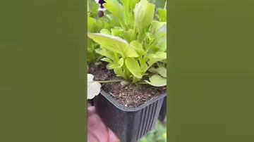 Какой грунт выбрать для кашпо