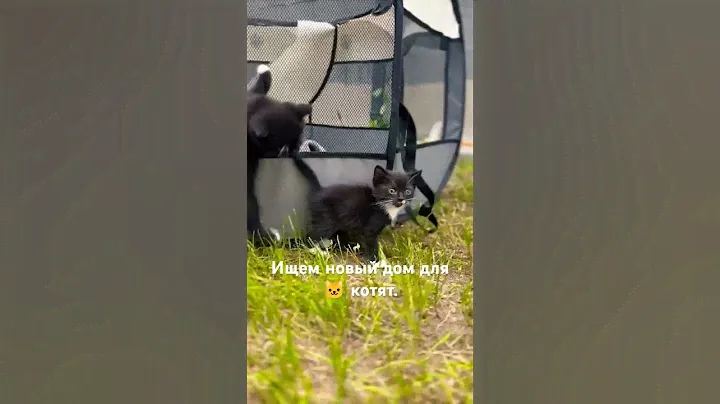 котята в хорошие руки