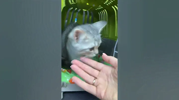Луняша СЕРЕБРЯША уехала к себе домой.
