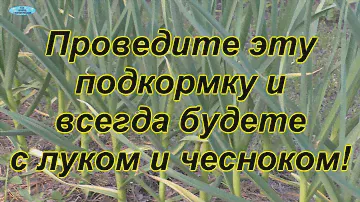 Самая важная подкормка для чеснока и лука.