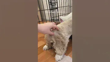 Шелдон, щенок американского кокер спаниеля #dog #puppy #кокерспаниель