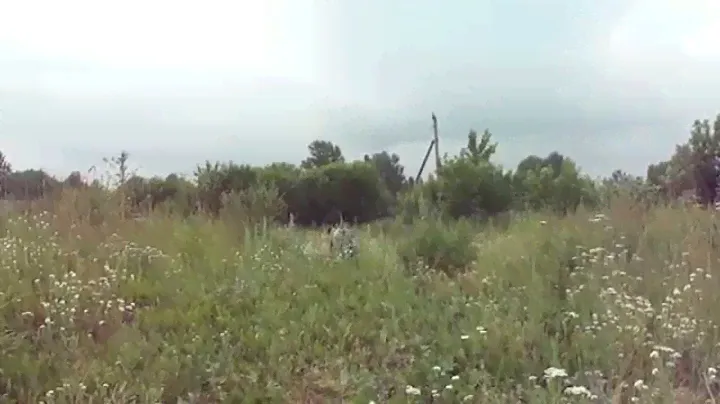 Аврора - в самые добрые руки (приют Ковчег Ярославль)