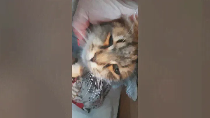 Белые и трёхцветные котята а добрые руки