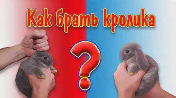 Как брать кролик на руки?