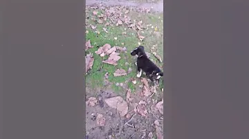 ПОДПИШИСЬ 👇 ЗА ЩЕНКА 🐶