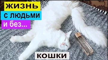 😺 Саймон и Бетси😺 #спасение_животных 😺Новая жизнь🔺Отдаем котят в добрые руки! [JANNA FET]