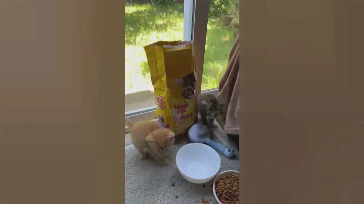 Рыжий котенок самый шустрый / Red kittens is the fastest