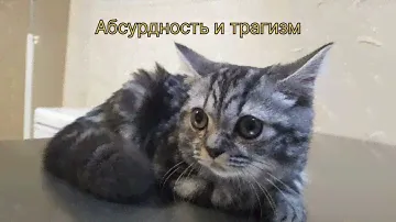 ЮВЕНИЛЬНЫЙ ОСТЕОПОРОЗ | Ветеринарная клиника "Добрый Доктор Воронеж"